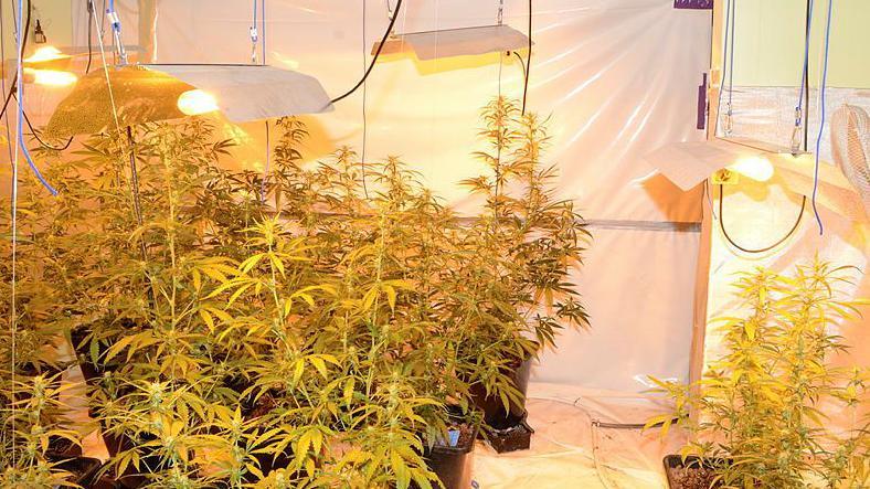 Cannabis plants growing under bright lights in a room lined with plastic sheeting on the wall and floor.