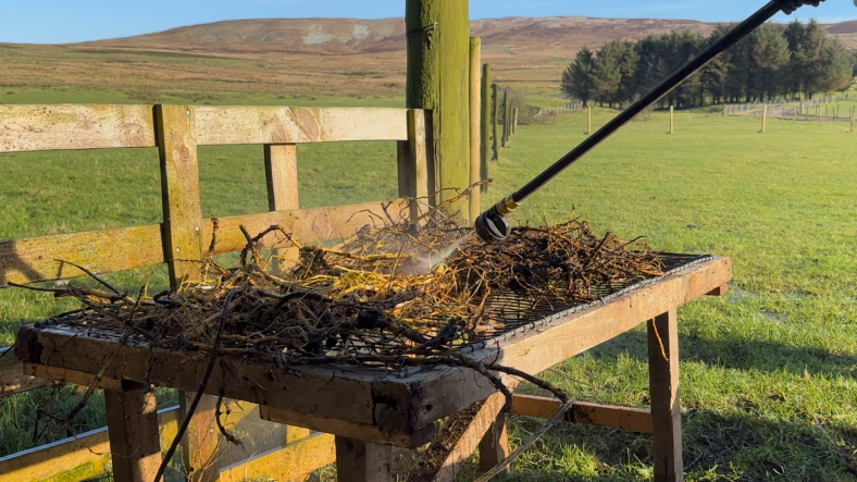 Numerous nettle rhizomes are laying on top of a metal and wooden grid as they are washed by a power washer. They are changing from brown to yellow. In the background is fields, hills and fences.