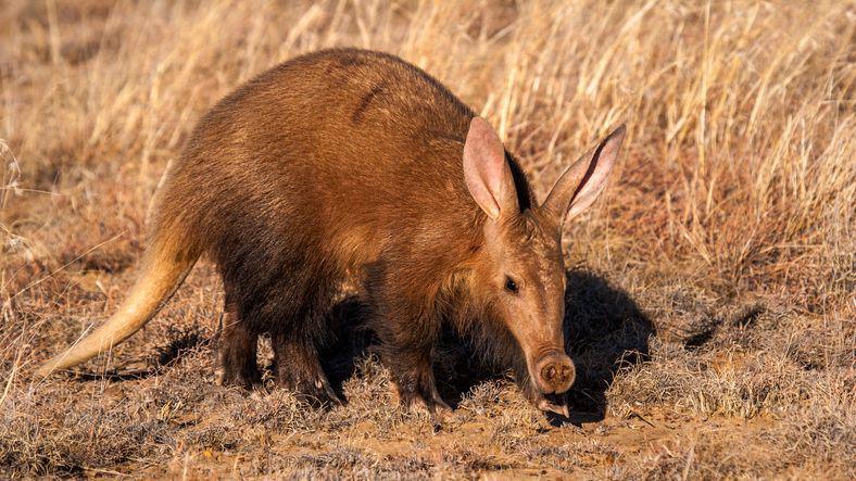 An aardvark in the wild