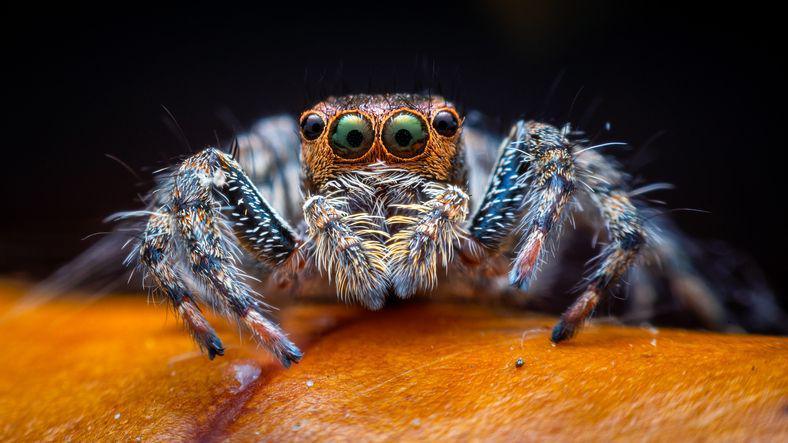 A jumping spider looking the camera. 