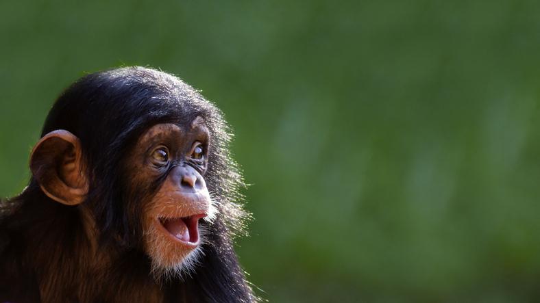 Happy chimpanzee