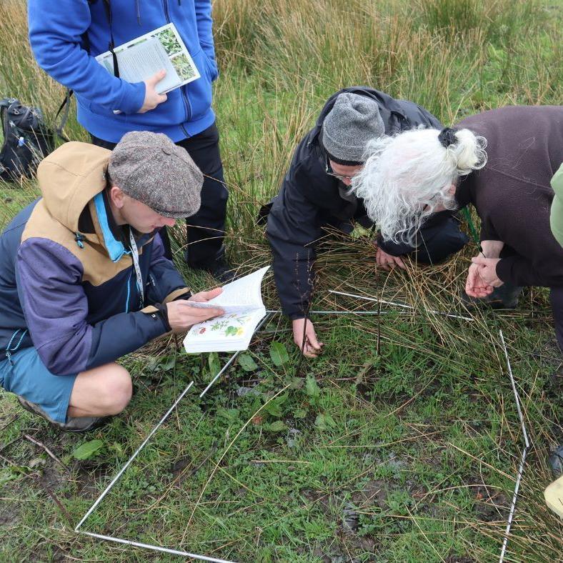 conservationists studying the grassy area