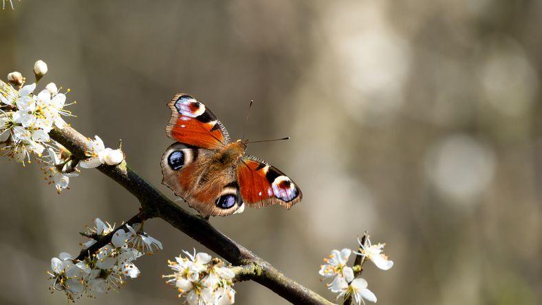 butterfly on a tree