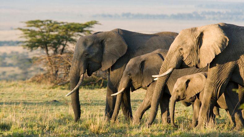 Group of African elephants in the wild.