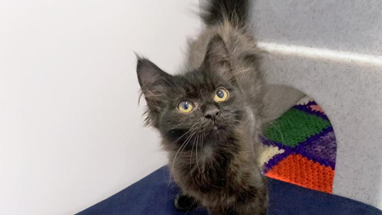 Strawberry, a small kitten standing alongside a coloured knitted map - the fur on her back is long and lighter in colour that her black hair and tail