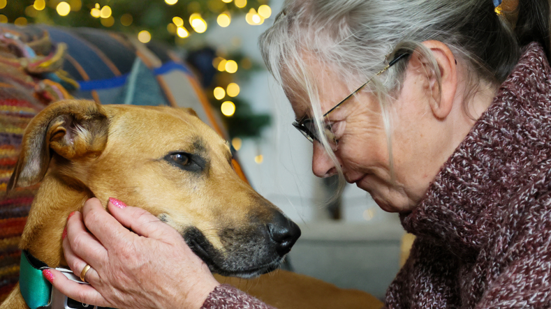 Sarah the lurcher is with her new owner Joanne. Sarah has a green collar and golden hair. Joanna wears a red turtleneck jumper, glasses, has pink painted nails and grey hair in a pony tail. She is holding Sarah's head in her hands and looking into her eyes. 