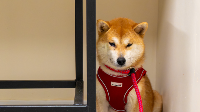 Fern the dog is sitting in the corner of a room. Table legs can be seen to the left.
She has a pointed face - a little like a fox - and is golden brown or ginger and white in colour. She is wearing a red harness and a pink leash.