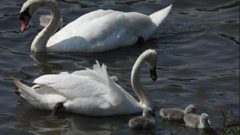Close up of three of the grey chicks huddled near their parents on a rippled lake.