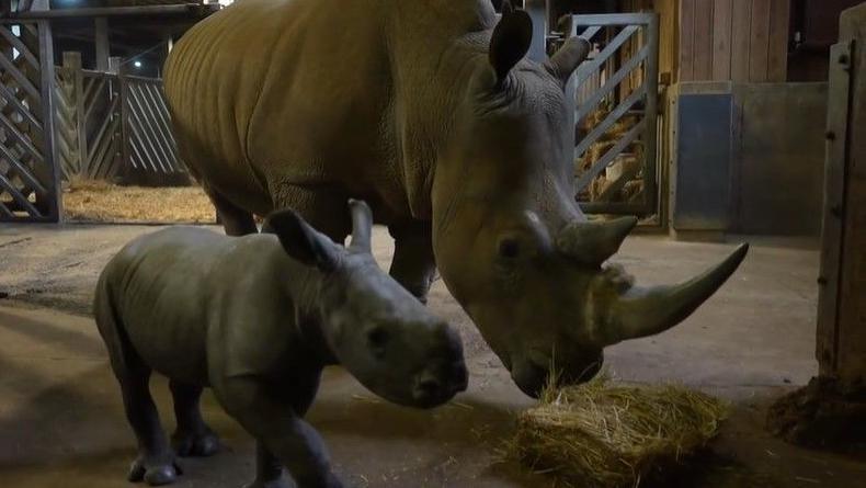 Astrid, a Southern white rhinoceros, pictured with her calf inside an enclosure at Colchester Zoo. Astrid is feeding on a pile of hay.