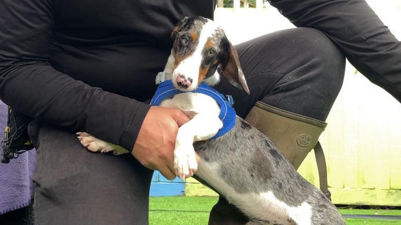 A dog with a white belly and grey back, wearing a blue harness, jumping up on a person's leg