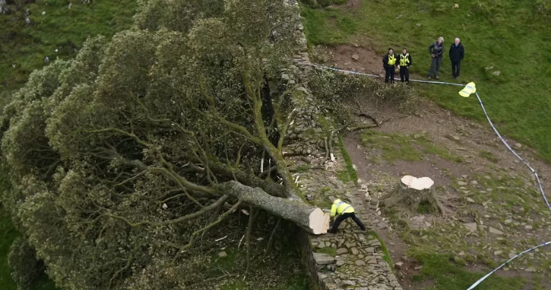 Sycamore Gap tree felled