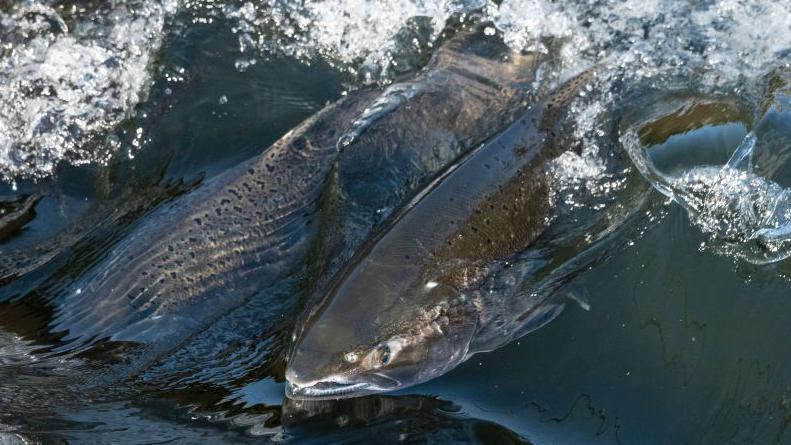 Salmon and trout swimming in a river