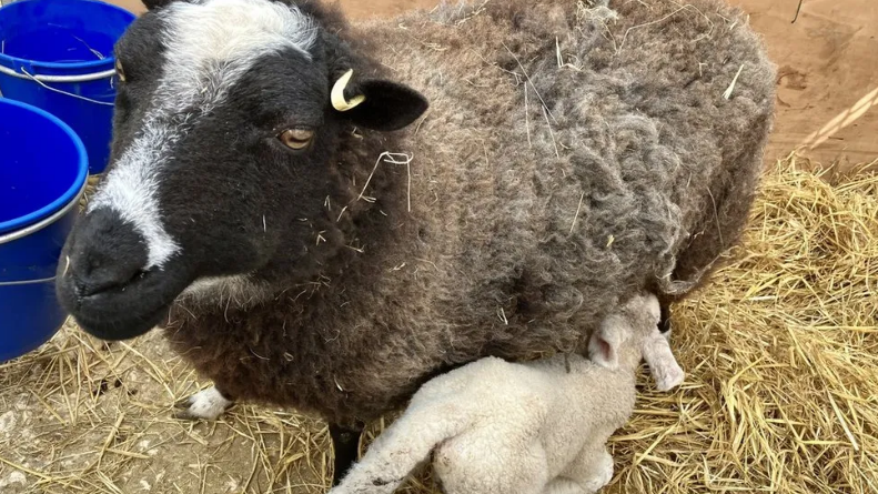 A general image of a lamb and ewe at Baylham House Farm