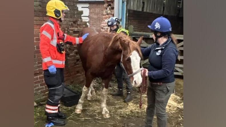 A brown horse with white legs and forelock being led away from a wall by a vet and fire crews staff.