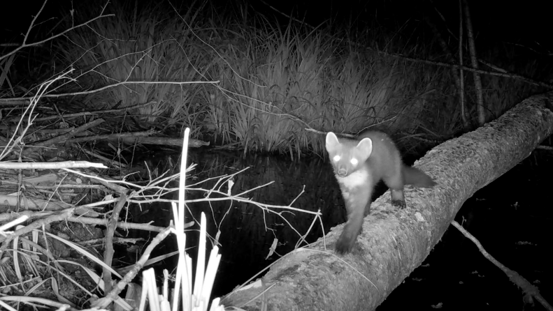 A pine marten crossing a stream via a fallen log at night is captured by a camera trap.  