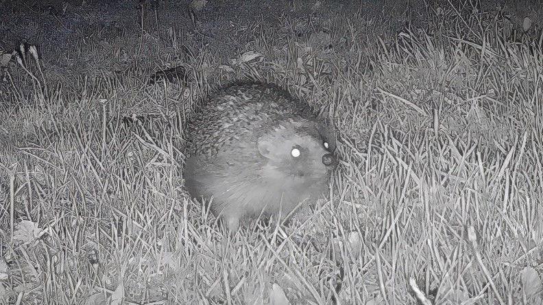 A hedgehog spotted on a trail camera as part of the new National Hedgehog Monitoring Programme.