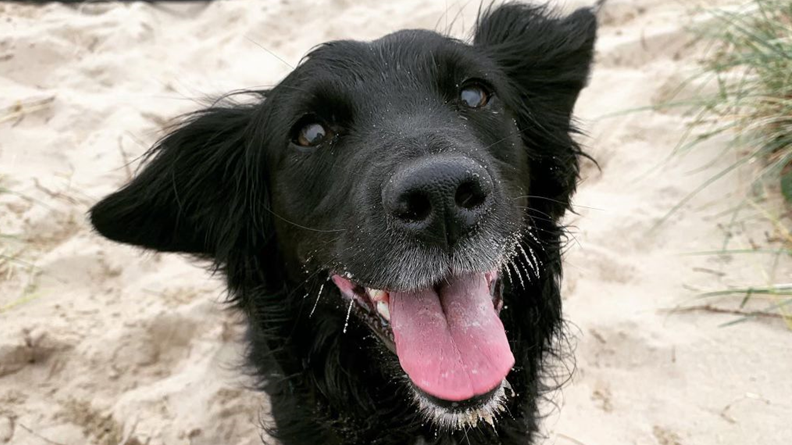 A black dog with floppy ears sitting on sand and looking into the camera with her mouth open.