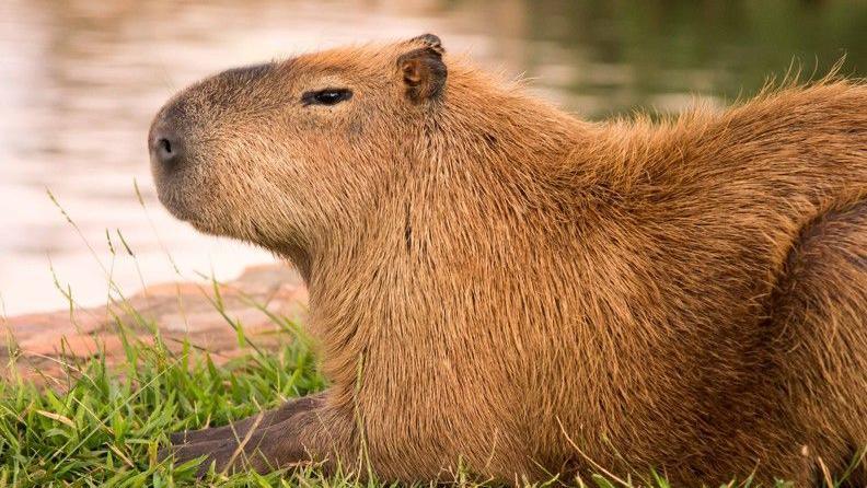 Stock photo of a capybara lying on grass in front of a body of water