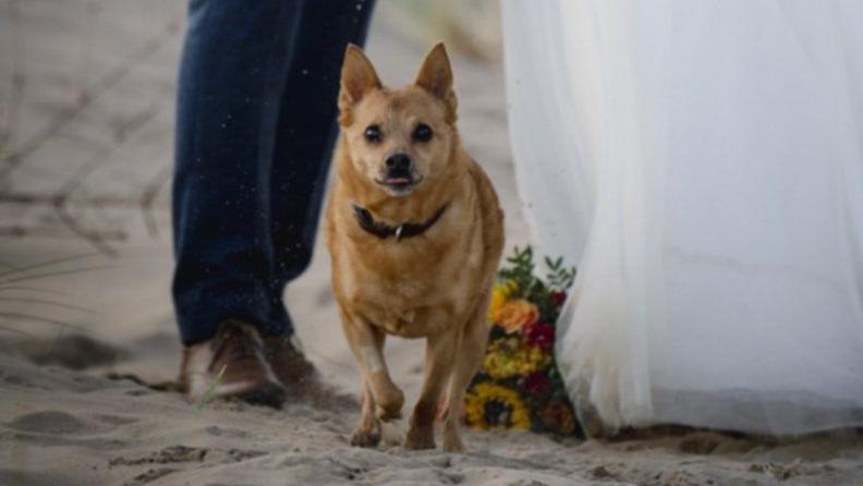 Dog in between bride and groom with sunflowers on the skirt