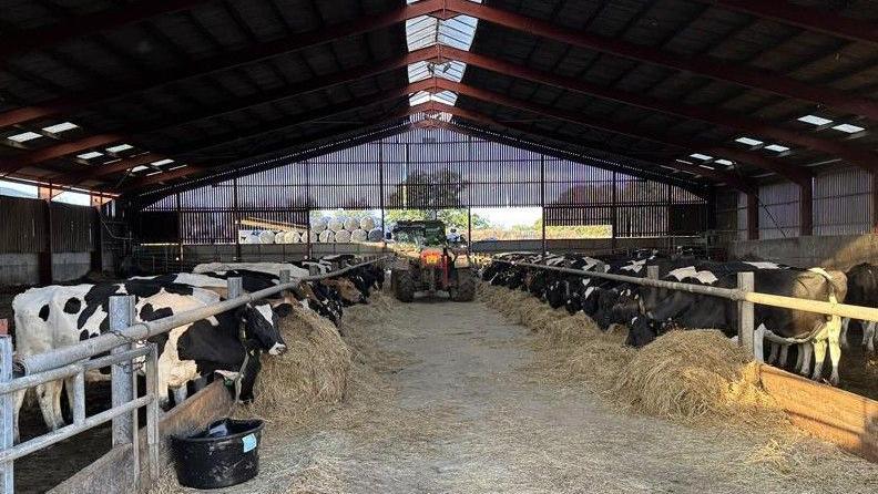 A dark barn with two rows of black and white cows feeding on hay at either side of a large concrete walkway. A red tractor and wrapped up bales of hay can be seen in the background.