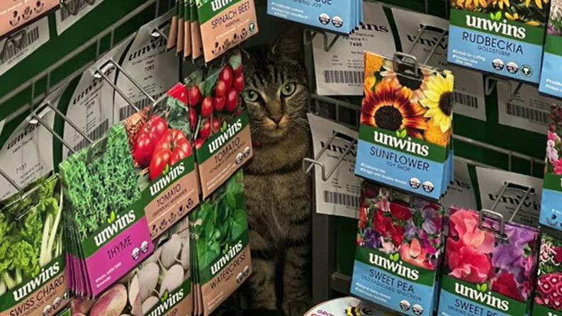 Seeds handing in a display at a garden centre with a cat seen sat in the corner.