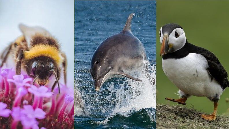 A bumblebee, dolphin and puffin.