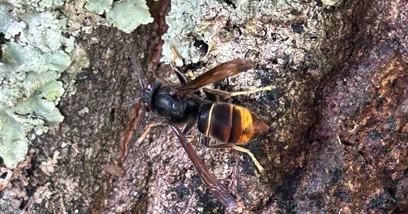 Asian hornet on a piece of bark 