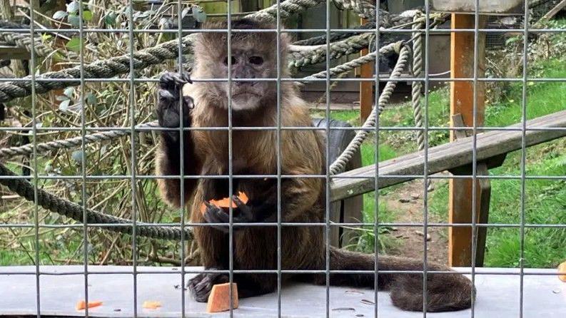 Capuchin monkey staring at the camera, holding onto the cage with one hand and holding a piece of sweet potato on the other. Behind her are ropes and green space. 