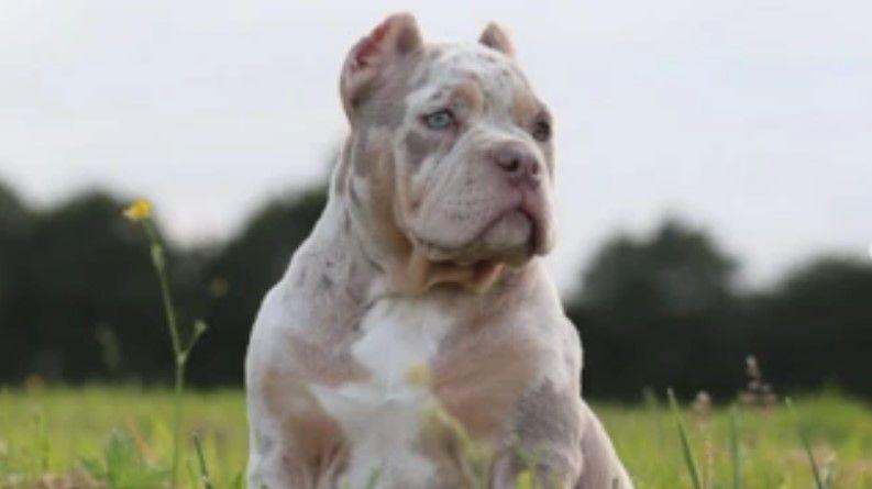 A brown and white dog sits in the middle of a field and looks to our right. The dog's ears have been cropped.