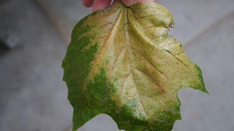 A green leaf has turned yellow from damage by a plane lace bug