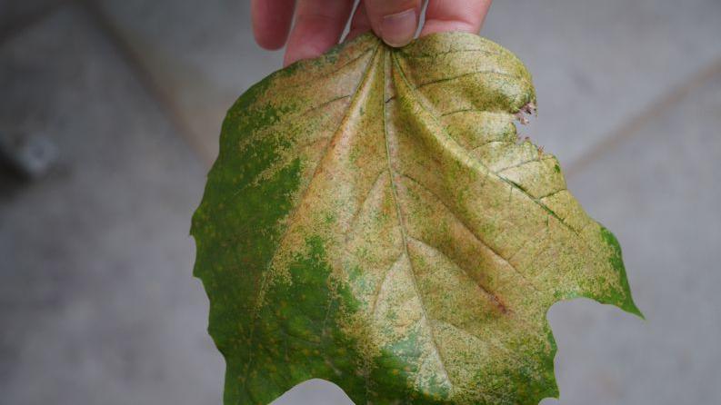 a discoloured leaf