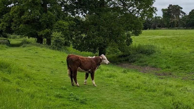 The cow stands in a field after being released