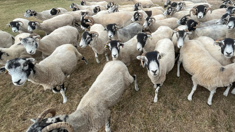 A flock of sheep in a grass field