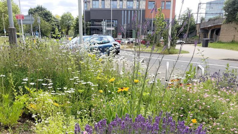 A variety of flowers blooming by the Reading car park on Vastern Road. A car can be seen on the street. The Thames Quarter building is on the other side of the road. It's a cloudy day.