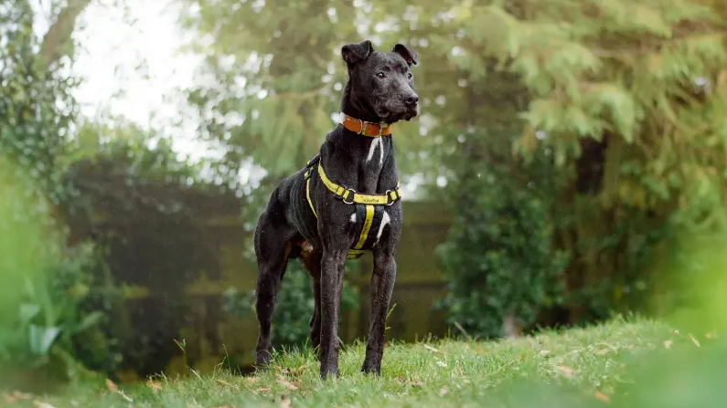 A large black dog in a yellow Dogs trust harness and orange collar stands in a field