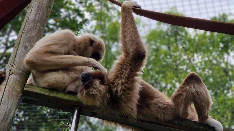 Two gibbons are sitting on a wooden plank. One of them is stroking the other's chin.