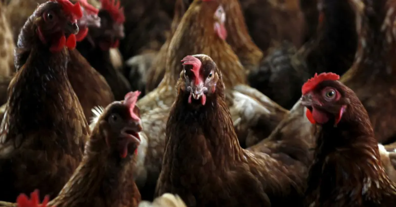 Close up picture of a group of brown feathered hens.