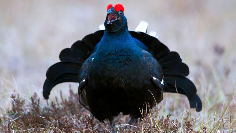 Black grouse male calling and displaying by spreading tail feathers. The bird has a blue face and neck, changing to black on its chest and wings, with two red tufts either side of its head, above its eyes.