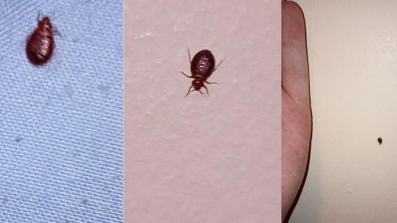 A composite image made up of three images. They each are pictures of a bedbug, which is about 1-2cm large and brown in colour.