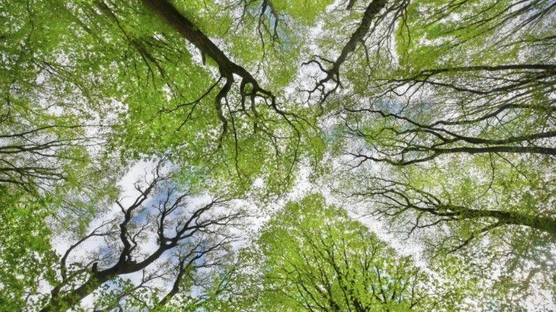 Trees, green leaves and brown twigs, stems. Blue sky and clouds.