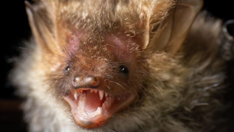 Close-up of a fluffy brown bat's face, with small black eyes, big ears with an open mouth with small, sharp teeth.