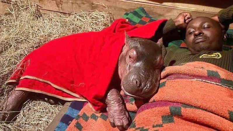 a baby hippo under a red blanket cuddled up to a keeper under an orange blanket with a green diamond pattern 