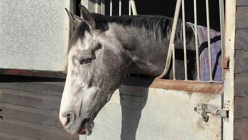 Grey, white horse in its stable resting.