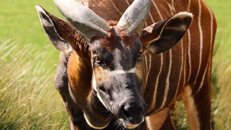 Mountain bongo