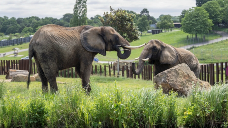 Two elephants standing in a fenced-off section of a safari park. Trees and grassy areas can be seen in the background.