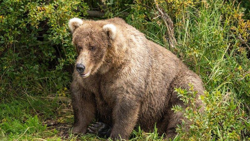 A large brown bear sits among the bushes in an Alaskan national park.