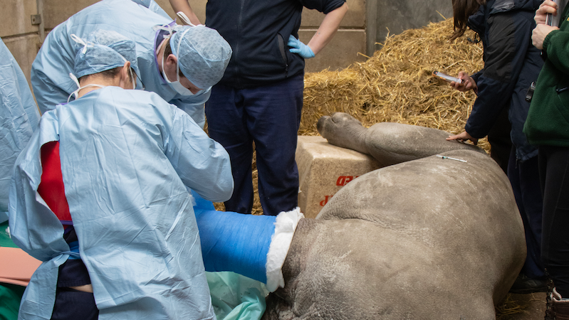 Vets putting a blue cast on Amara the rhino's leg.