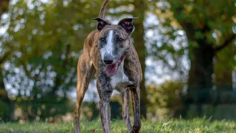 A brown and white lurcher dog with its tongue lolling out, standing outside on grass with trees behind him