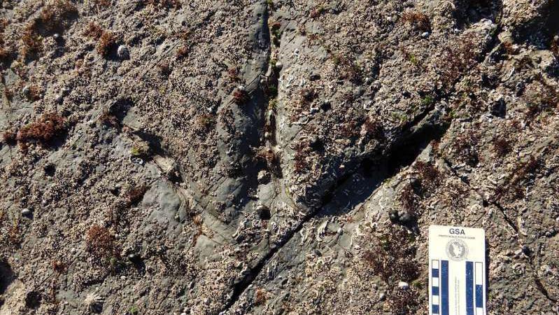 Dinosaur footprint with three toes