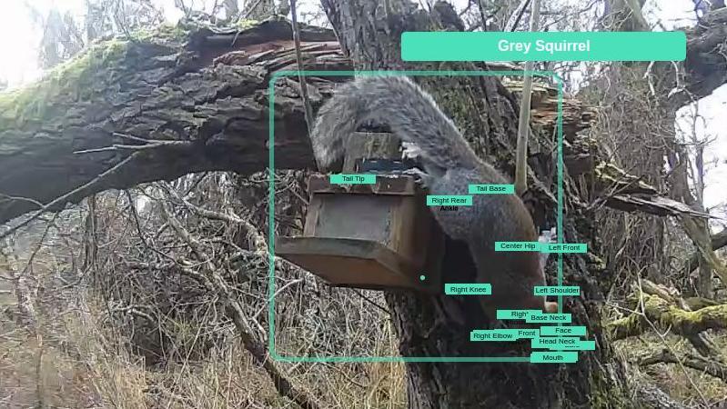 A grey squirrel on a tree near a feeder